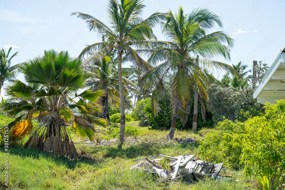 Group of palm trees on the white sandy beaches of the caribbean island of Saint Martin. Group of palm trees on the white sandy beaches of the caribbean island of Saint Martin.