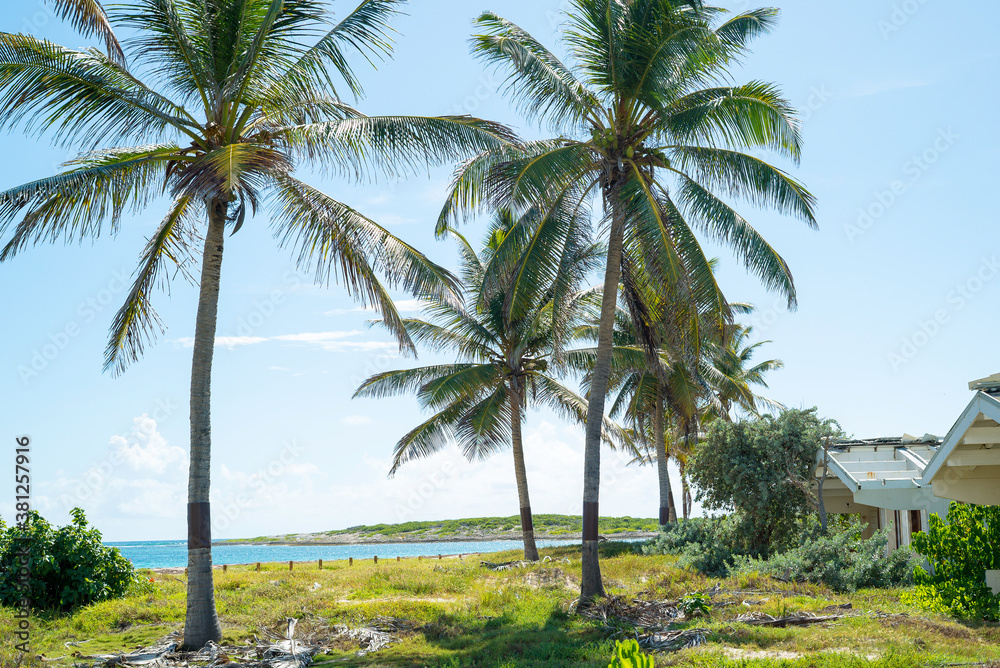Obraz premium Group of palm trees on the white sandy beaches of the caribbean island of Saint Martin.