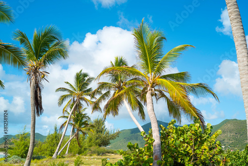 Group of palm trees on the white sandy beaches of the caribbean island of Saint Martin.