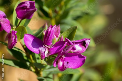 キュウコンエンドウはレンリソウ属の花で、芳香もあるため非常にポピュラーな園芸植物です photo