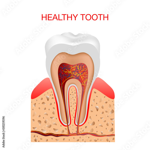 Human tooth structure vector diagram.Dental concept. Education poster template, medical anatomy infographics.