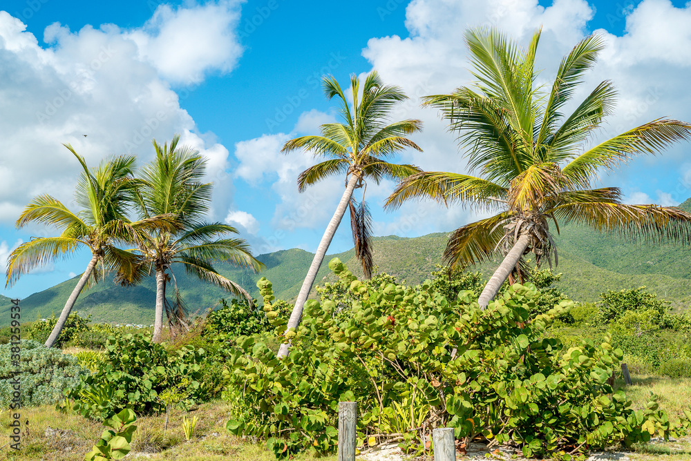 Group of palm trees on the white sandy beaches of the caribbean island of Saint Martin.