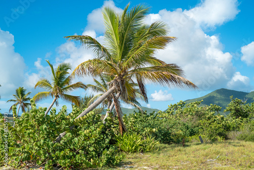 Group of palm trees on the white sandy beaches of the caribbean island of Saint Martin. © Multiverse