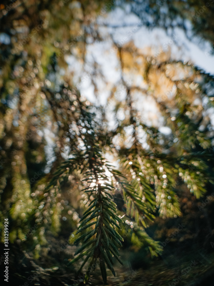 Obraz premium forest in autumn