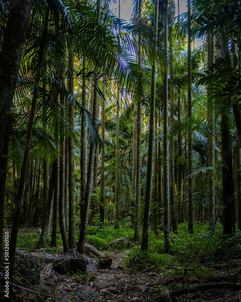 Fototapeta premium forest in the morning