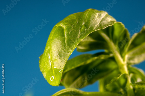 extreme closeup of green basil (Ocimum basilicum) leaves on pot with selecitve focus in Brazil photo