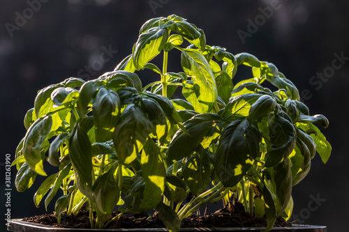 green basil (Ocimum basilicum) leaves on pot with selecitve focus in Brazil photo