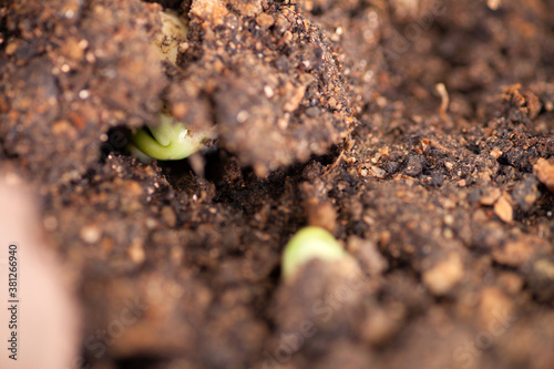 Close-up of new sprouts about to grow in spring soil
