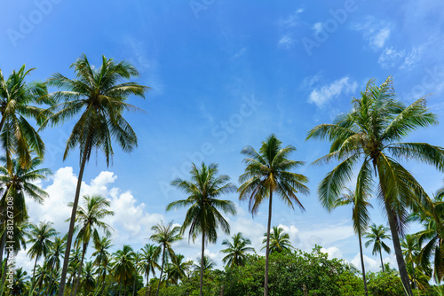 Coconut palm trees, beautiful tropical background © worawut