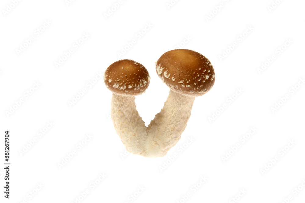 Pilz,Pilze,Shiitake (Lentinus edodes) Speisepilz und Arzneipilz... Pilz,Pilze,Shiitake (Lentinus edodes) Speisepilz und Arzneipilz...