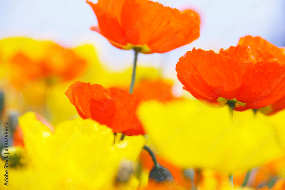 Obraz premium ポピー