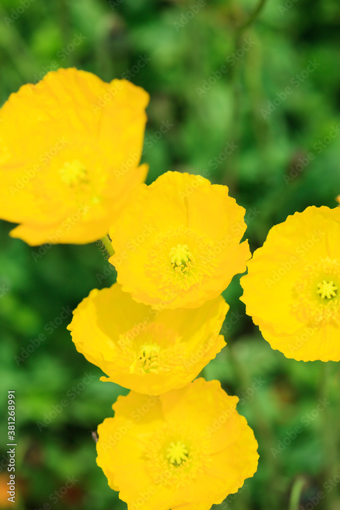 Obraz premium ポピー