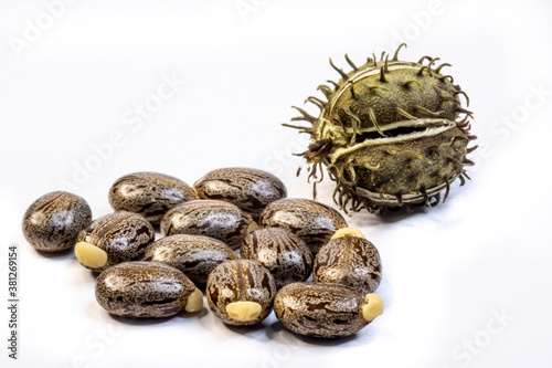 Castor bean seeds isolated on white background in Brazil photo