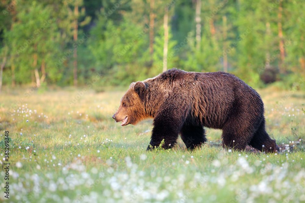 The Eurasian brown bear (Ursus arctos arctos) going in the Finnish taiga. A big bear in the morning sun goes through a green meadow with a forest in the background.