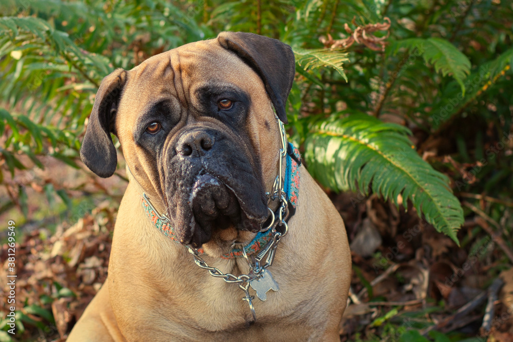 2020-09-23 A BULL MASTIFF SITTING AND STARING OUT IN A PARK WITH FERNS IN THE BACKGROUND
