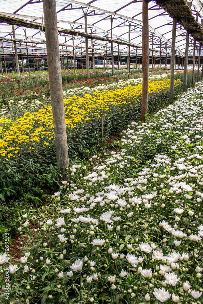 Colorful Gerberas in greenhouse in Brazil. Production and cultivation flowers. Gerbera plantation.