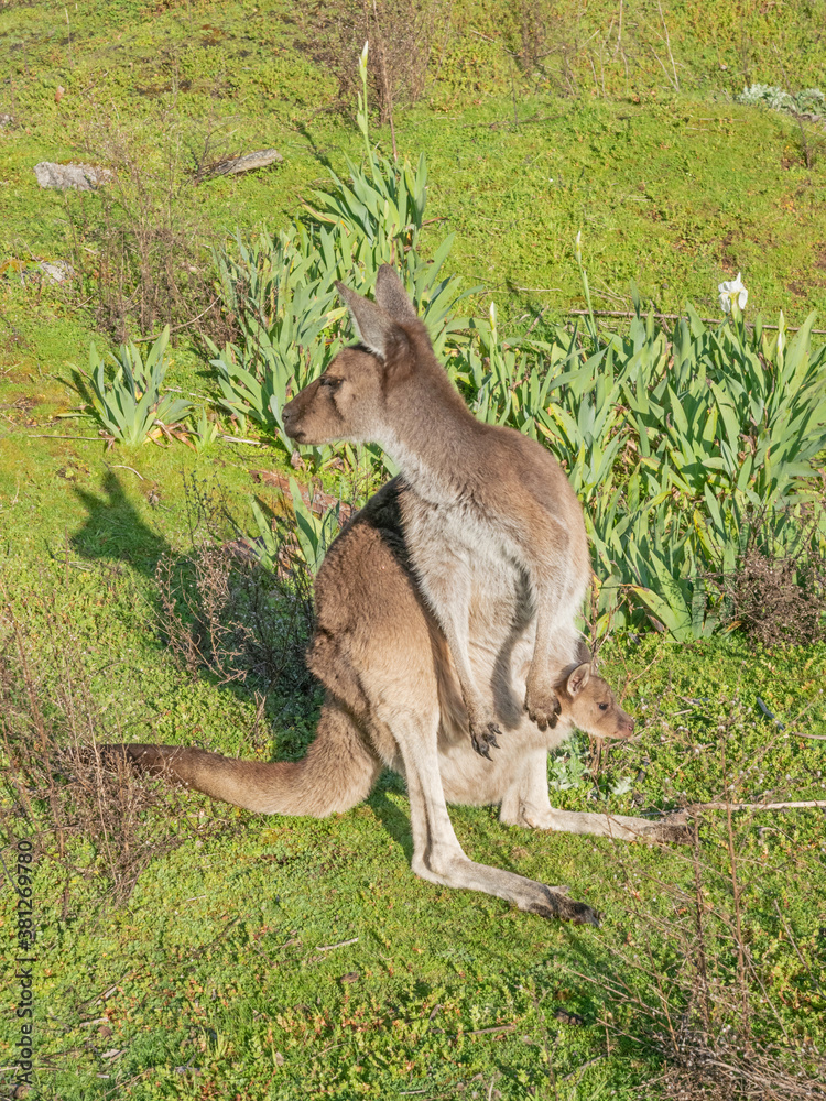 Western Grey Kangaroo With Joey Western Grey Kangaroo With Joey