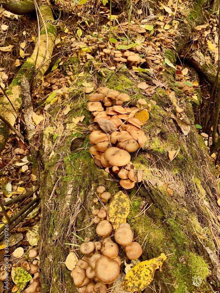 Family oyat mushrooms on stump in autumn forest Family oyat mushrooms on stump in autumn forest