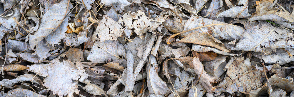 textured background of heap dry withered fallen autumn leaves of trees. banner