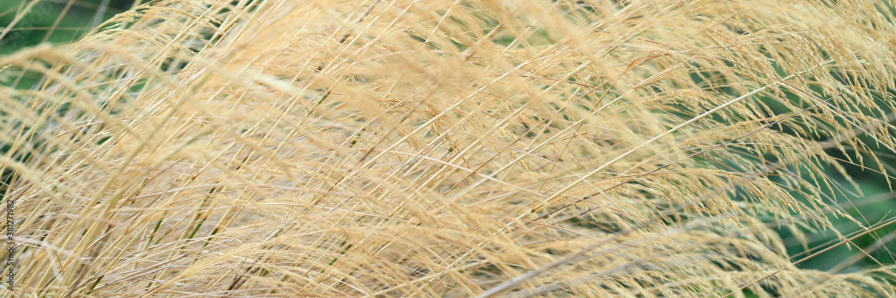 autumn dry fluffy plant grass grows in the mountains. banner autumn dry fluffy plant grass grows in the mountains. banner