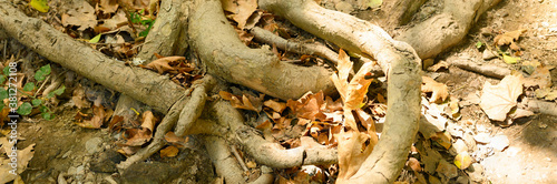 bare roots of trees protruding from the ground in rocky cliffs in autumn. banner