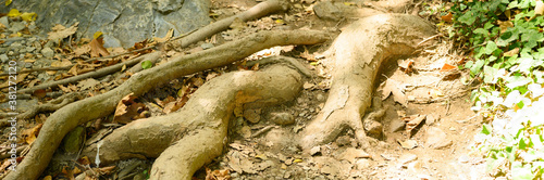 bare roots of trees protruding from the ground in rocky cliffs in autumn. banner