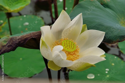 Water lily flower ( Nelumbo lotus) background