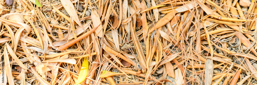 textured background of heap dry withered fallen autumn leaves of olive trees. banner textured background of heap dry withered fallen autumn leaves of olive trees. banner