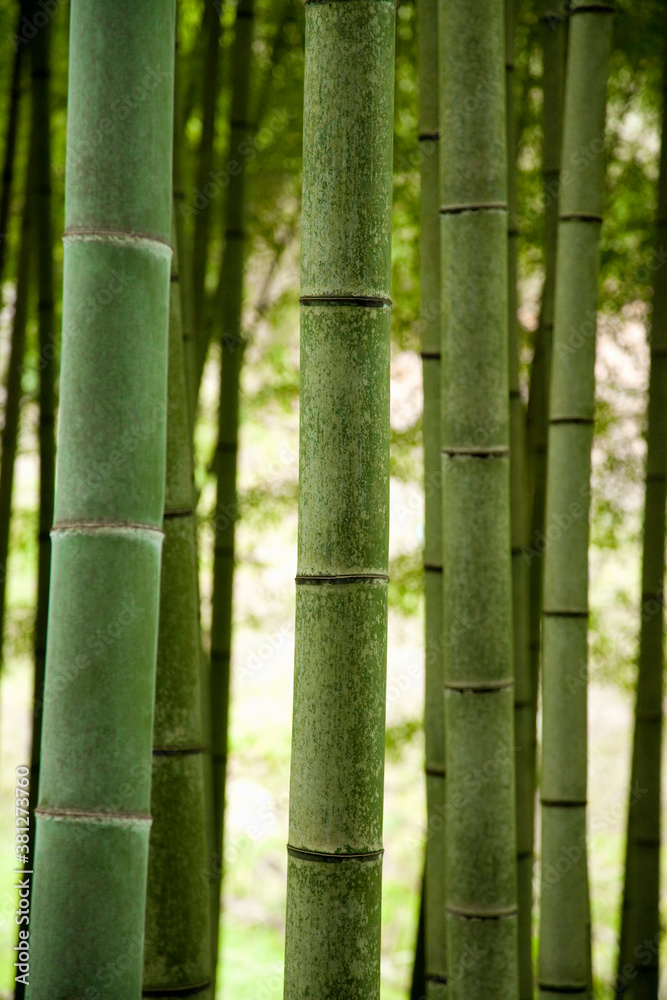 竹林 竹林