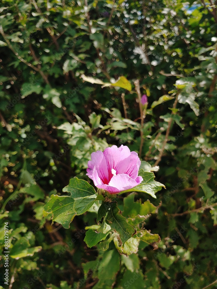 Rose of Sharon
