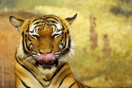 The Malayan tiger (Panthera tigris jacksoni), Malayan harimau, portrait of an adult female with her tongue sticking out. Head of a rare tiger on a yellow background. photo