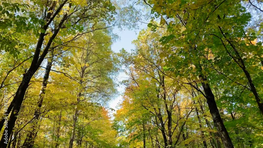 beautiful autumn deciduous forest. Incredible colors of autumn, yellow, orange against the blue sky
