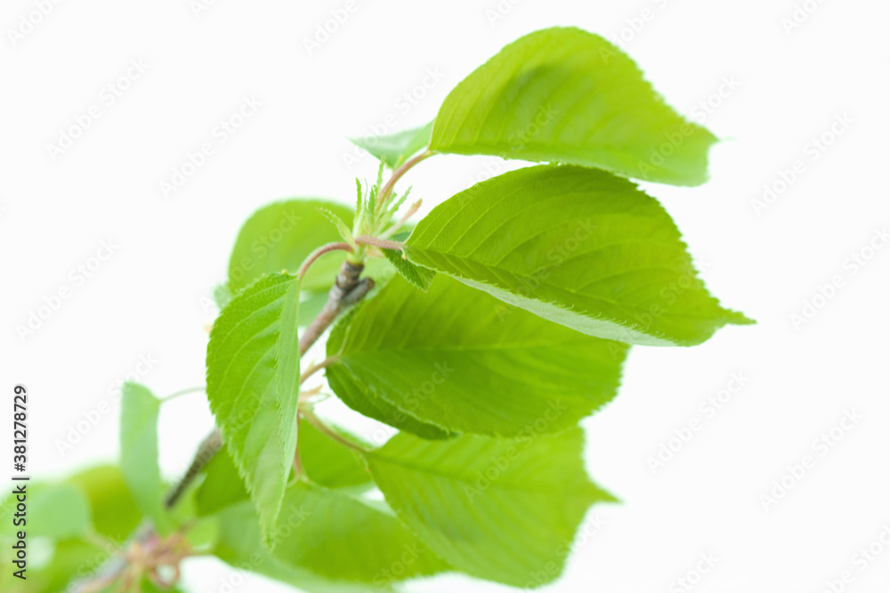 Obraz premium 葉っぱ