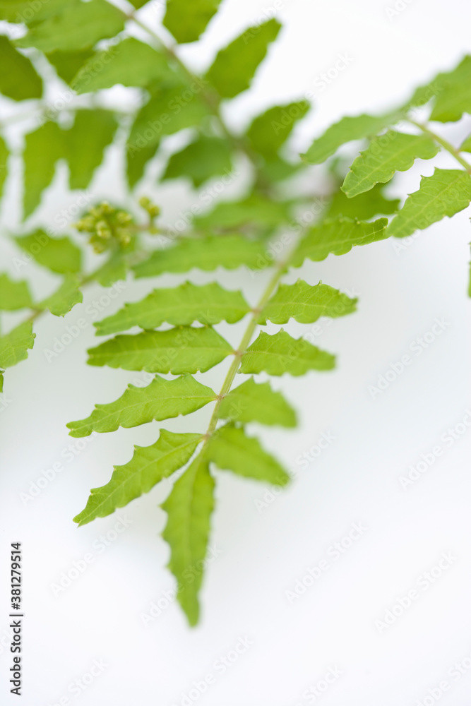 Fototapeta premium 葉っぱ