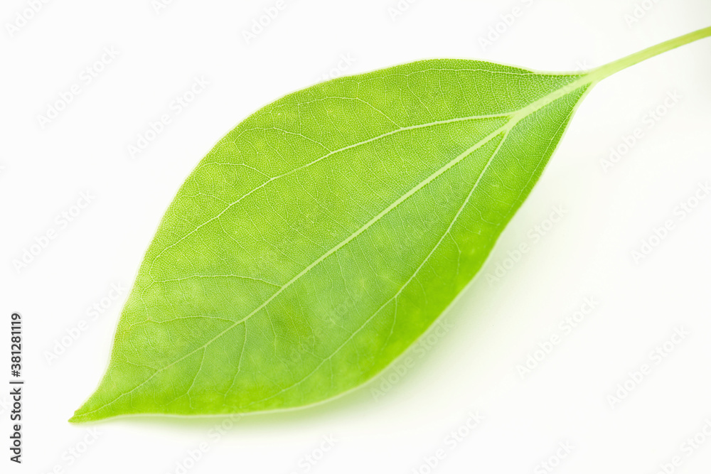Obraz premium 葉っぱ