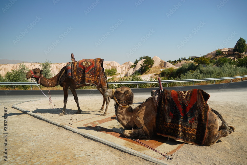 Fototapeta premium Two beautiful camels enjoying a sunny day in Turkey , Cappadocia region