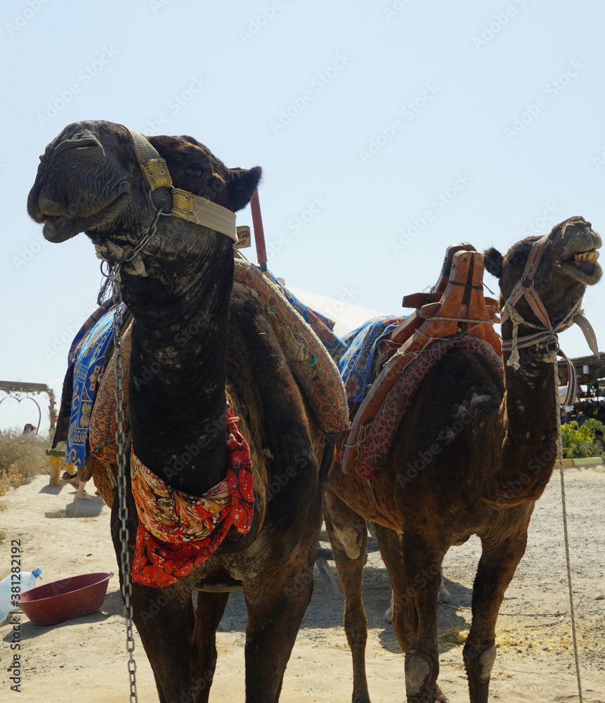 Naklejka premium Two beautiful camels enjoying a sunny day in Turkey , Cappadocia region
