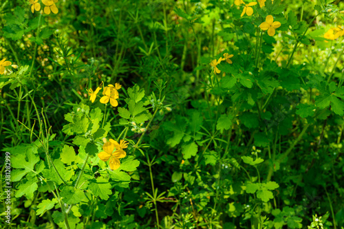 Greater celandine (chelidonium majus) blossoming in a forest