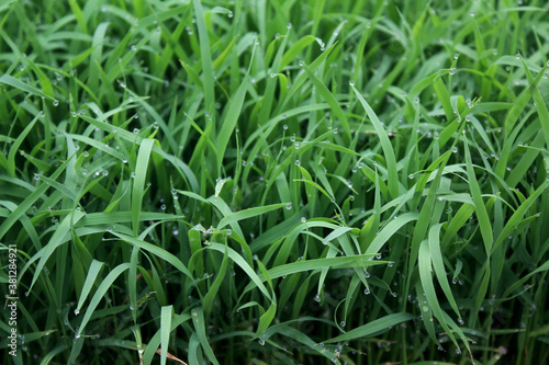 spring season abstract natural background of green rice farm close up with water drop . grass with water drops . 