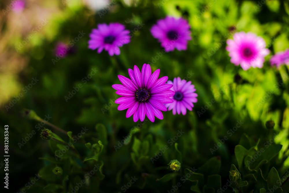 fantastic young and spring pink flowers with perfectly smooth petals fantastic young and spring pink flowers with perfectly smooth petals