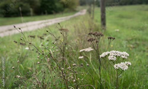 Selective focus on wild white common yarrow flowers and dry seed pods in the side of a gravel road