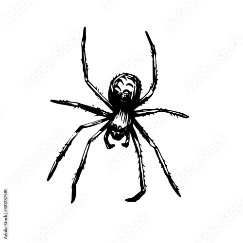 Hand drawn spiders. Halloween decoration set.  © Юлия Устюгова