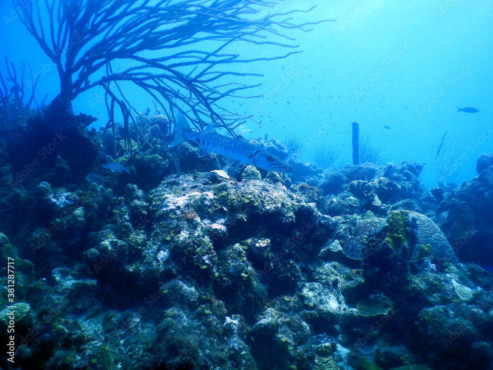 diving curacao fish underwater wrack