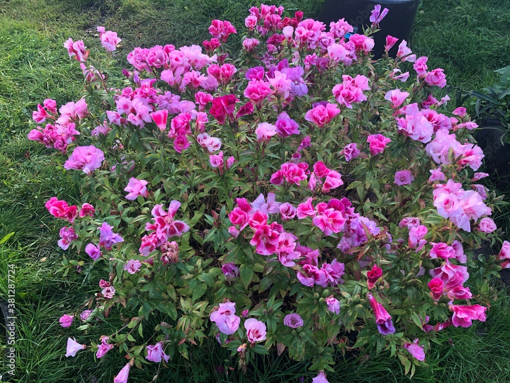 flowers in the garden