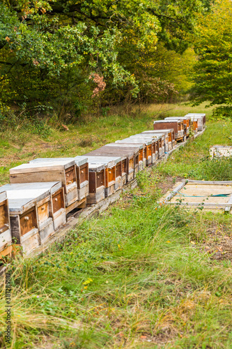 Row of wooden beehives on forest edge for wild bees