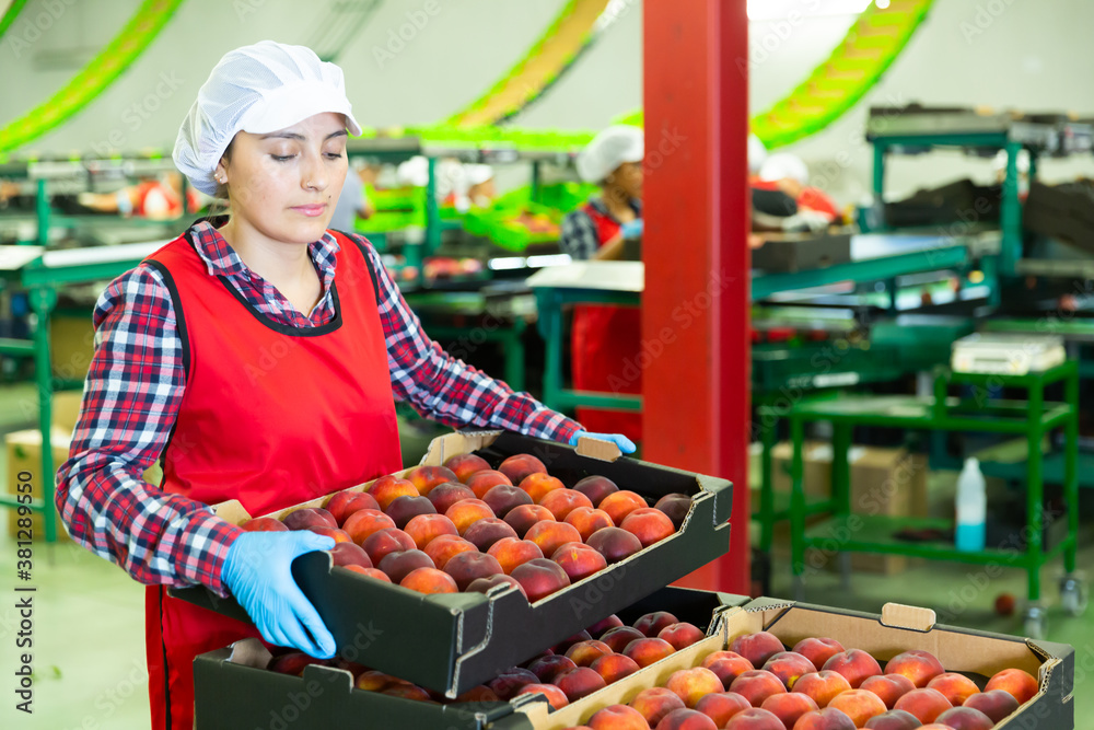 Focused Latina woman working at fruit storage and sorting facility carrying box with peaches