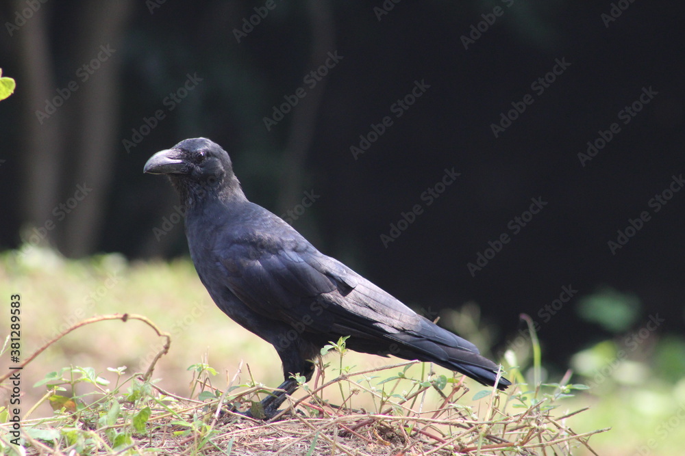 Fototapeta premium Indian Jungle crow on the ground