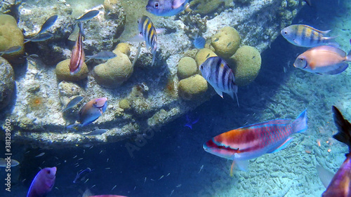 Fototapeta Naklejka Na Ścianę i Meble -  diving curacao fish underwater wrack