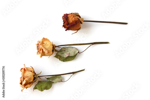 dried red and yellow rose flower isolated on white background photo