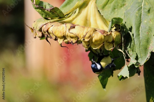 Great tit sits upside down on a ripe sunflower and pecks at seeds on a sunny autumn day. Wild life. Parus major or Northern Great Tit eating seeds.